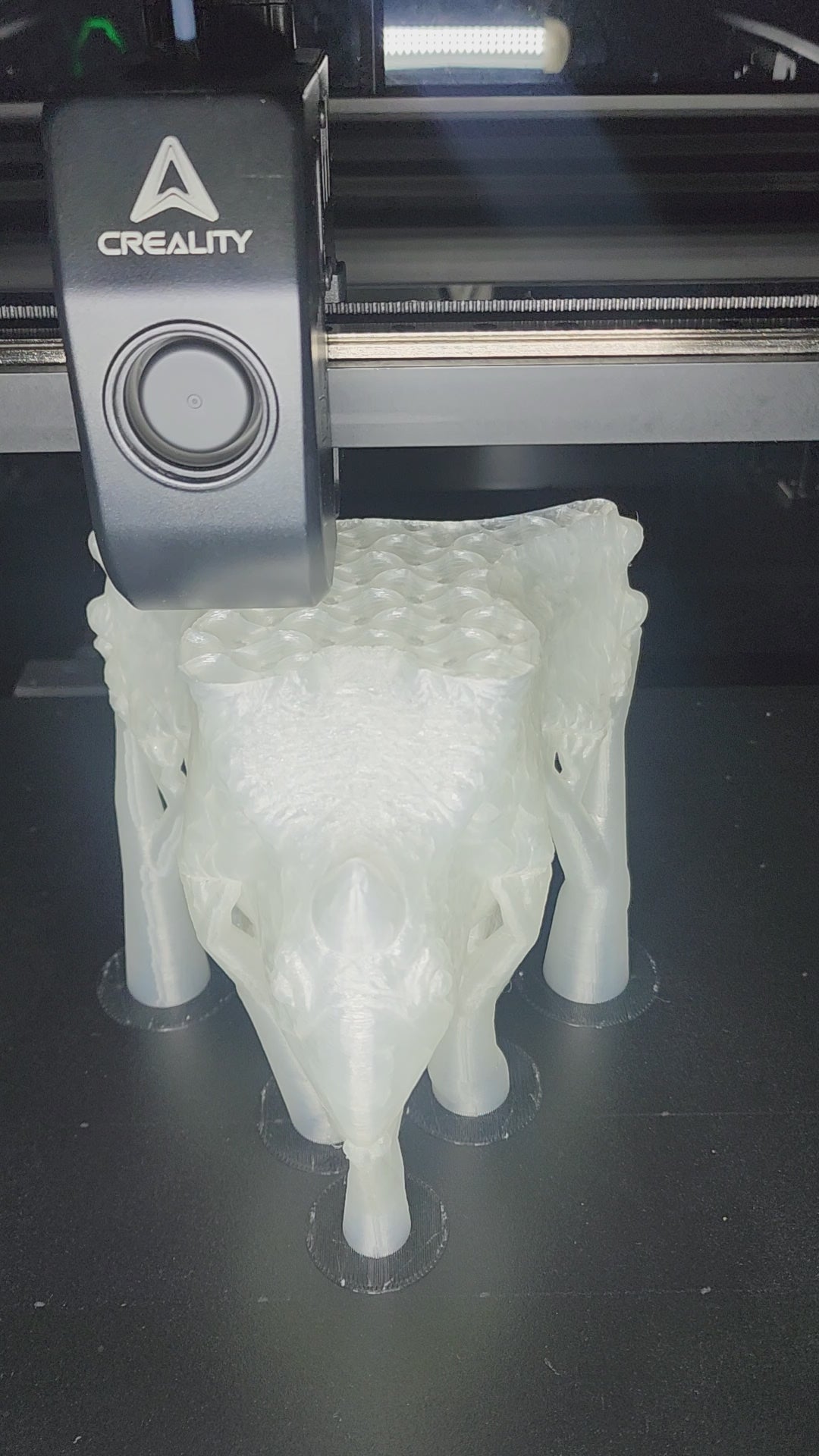Dinosaur Triceratops