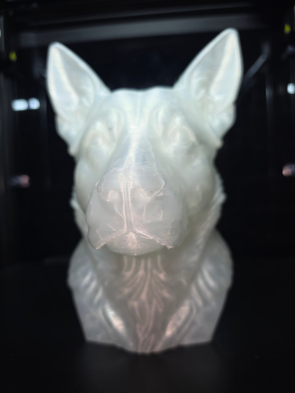 Blue cattke dog