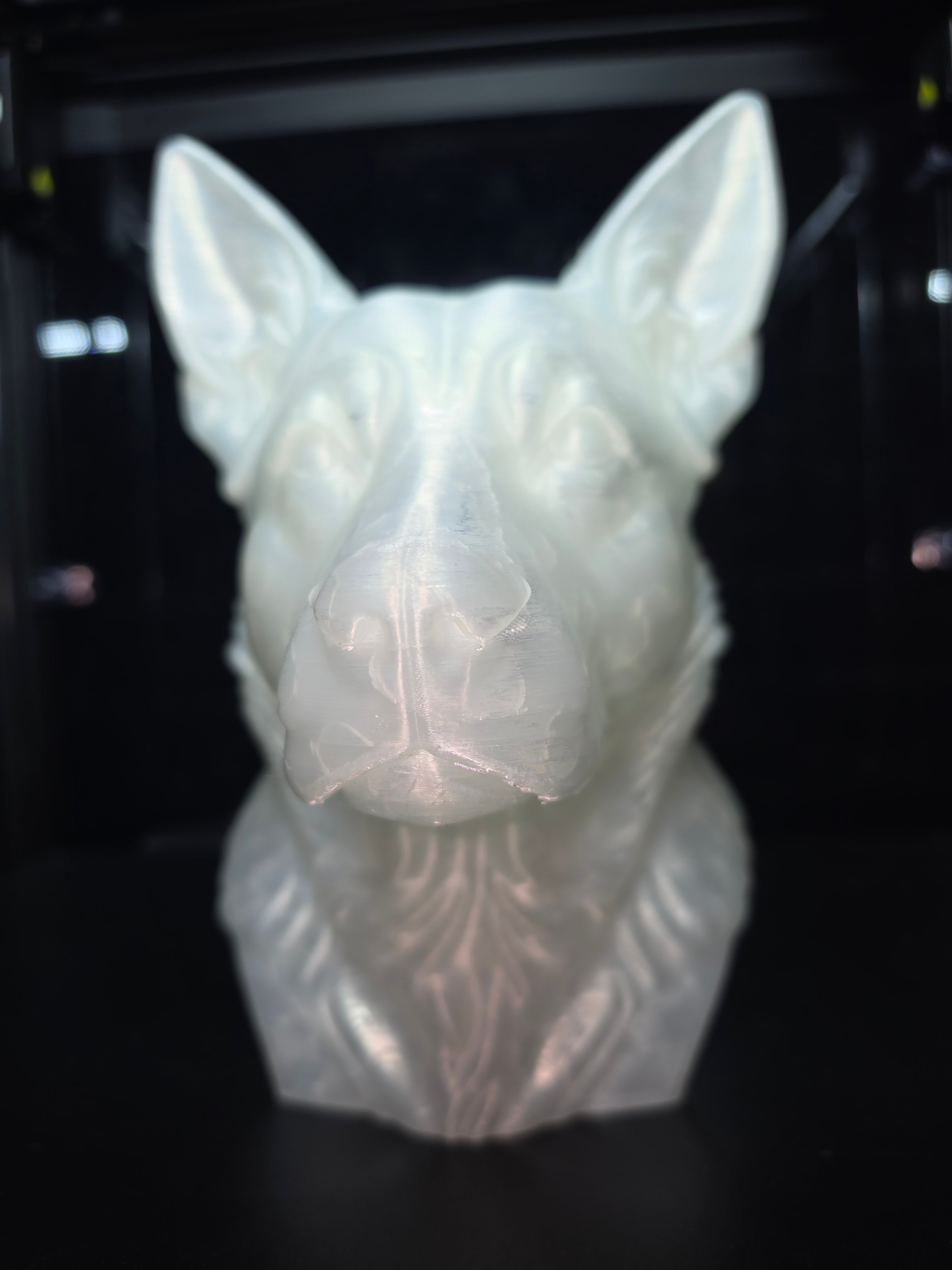 Blue cattke dog