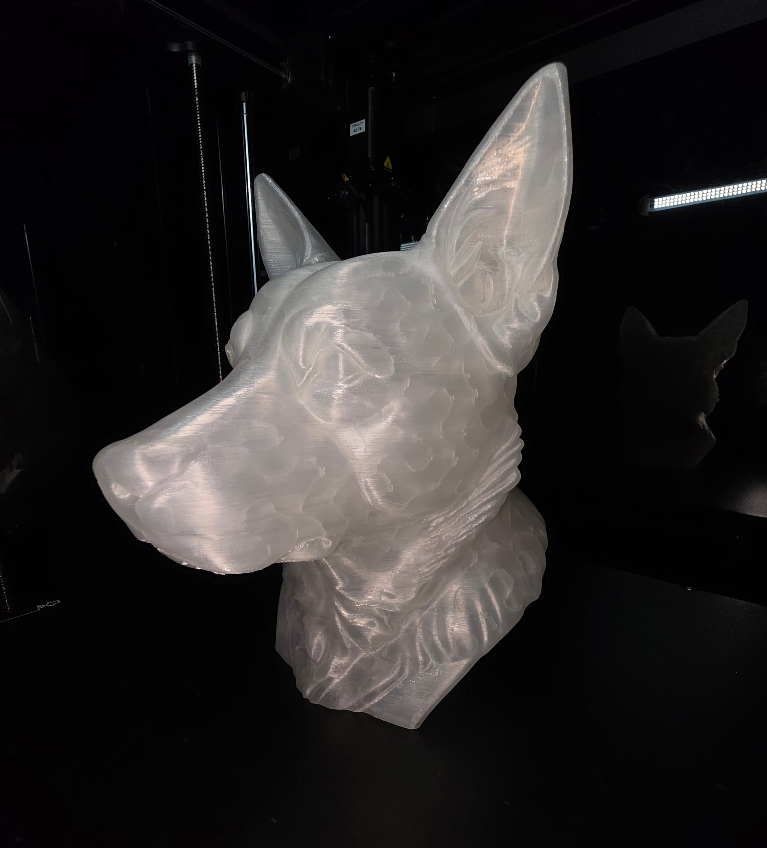 Blue cattke dog