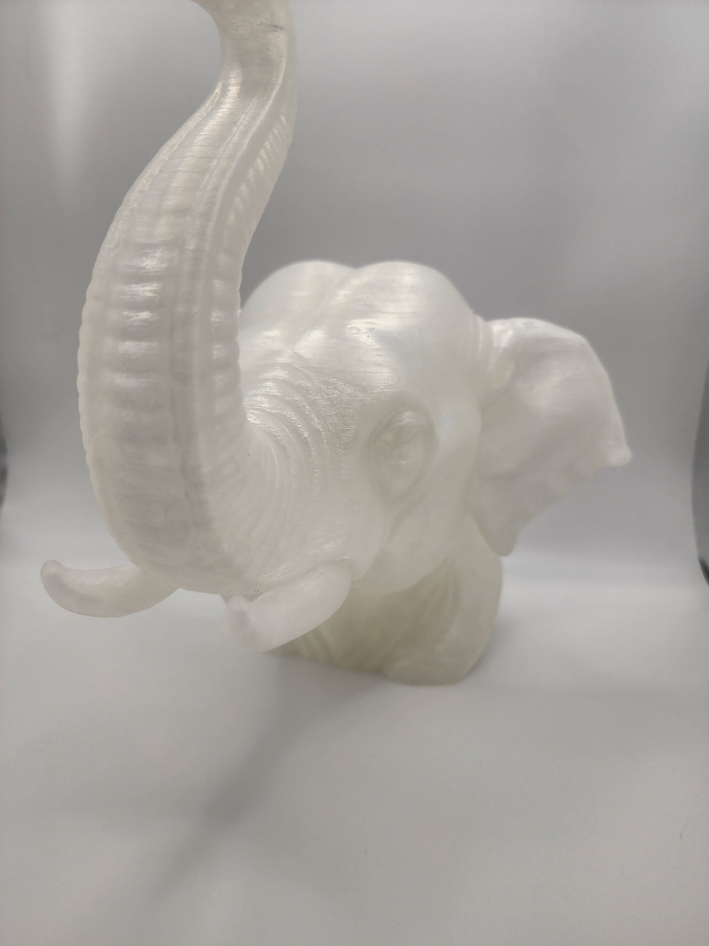 Asian Elephant