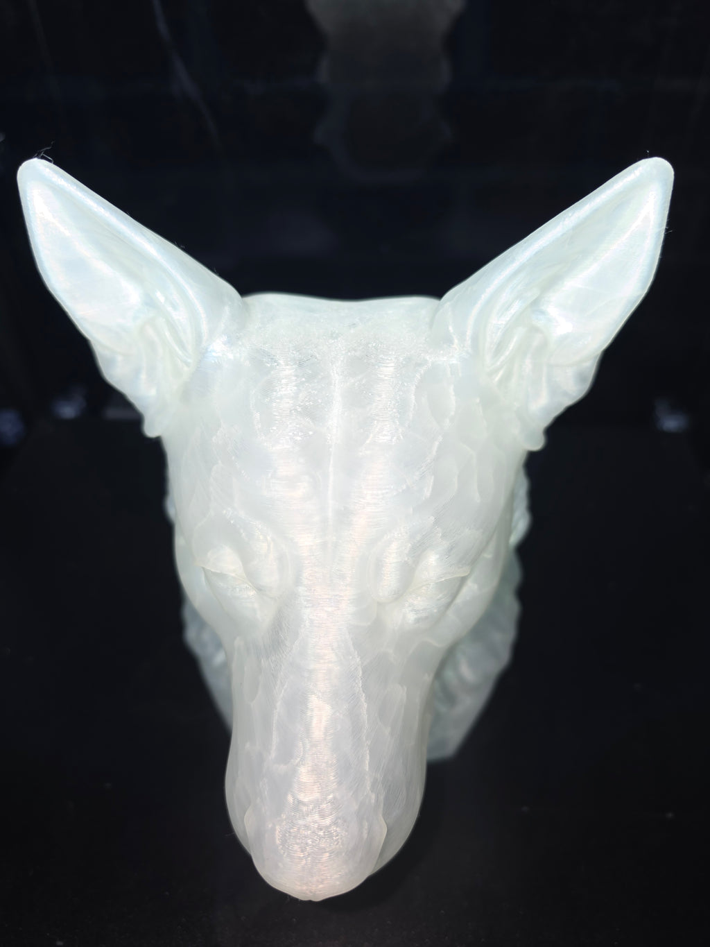 Blue cattke dog