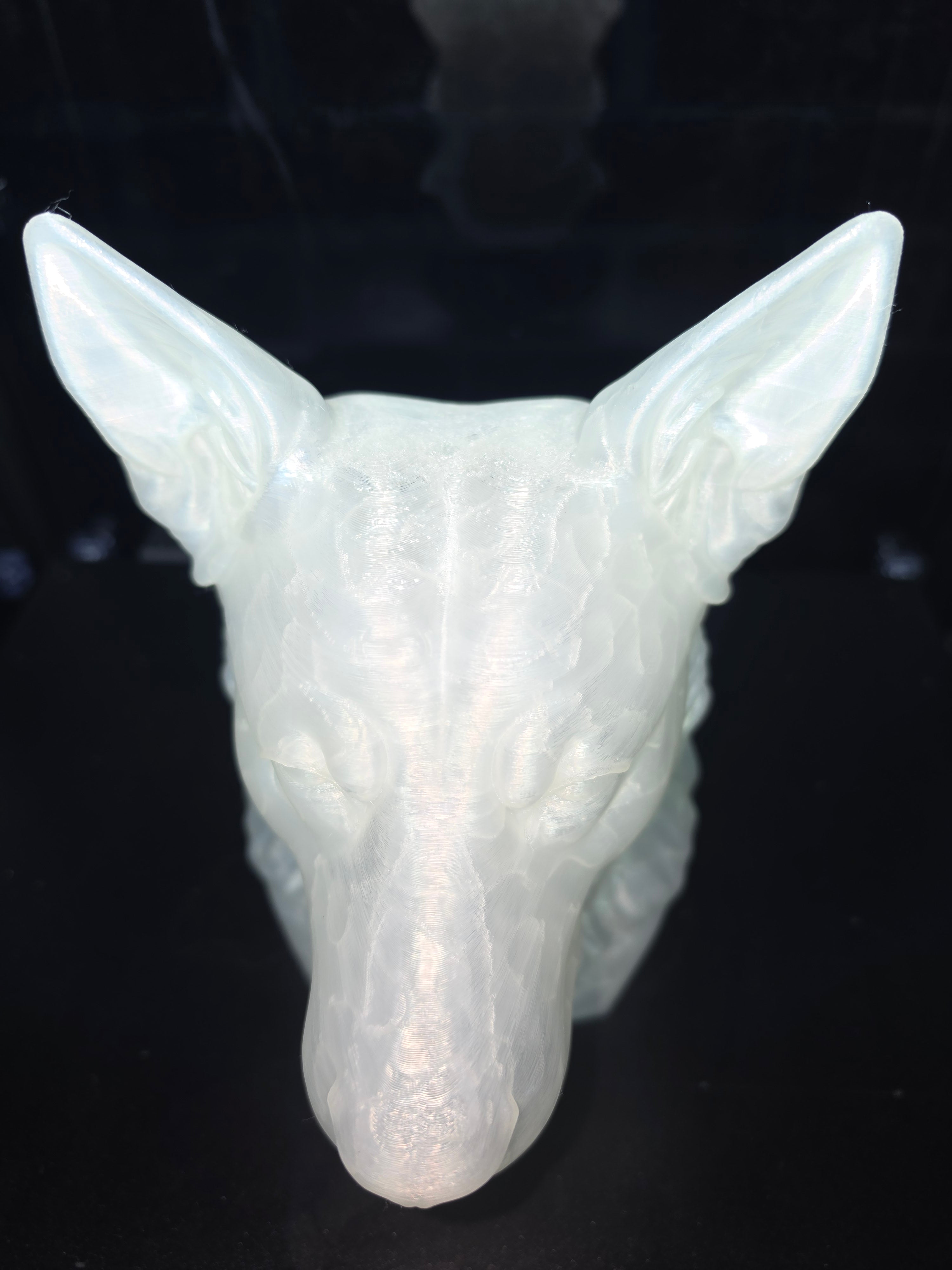 Blue cattke dog