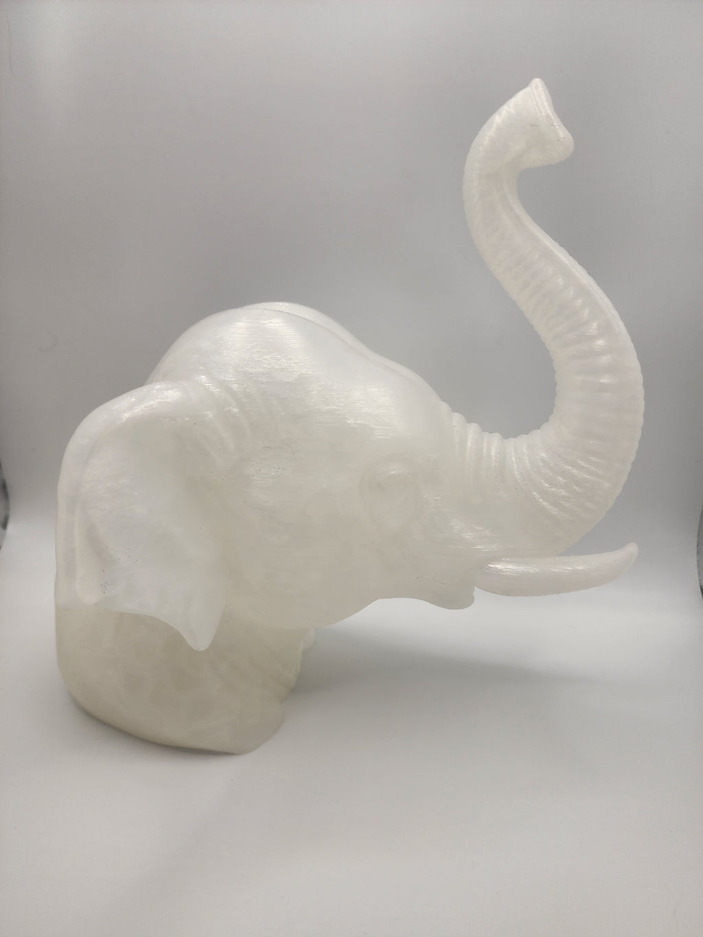 Asian Elephant