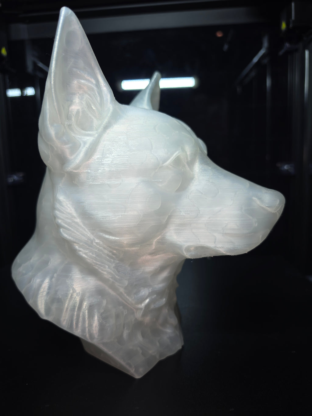 Blue cattke dog