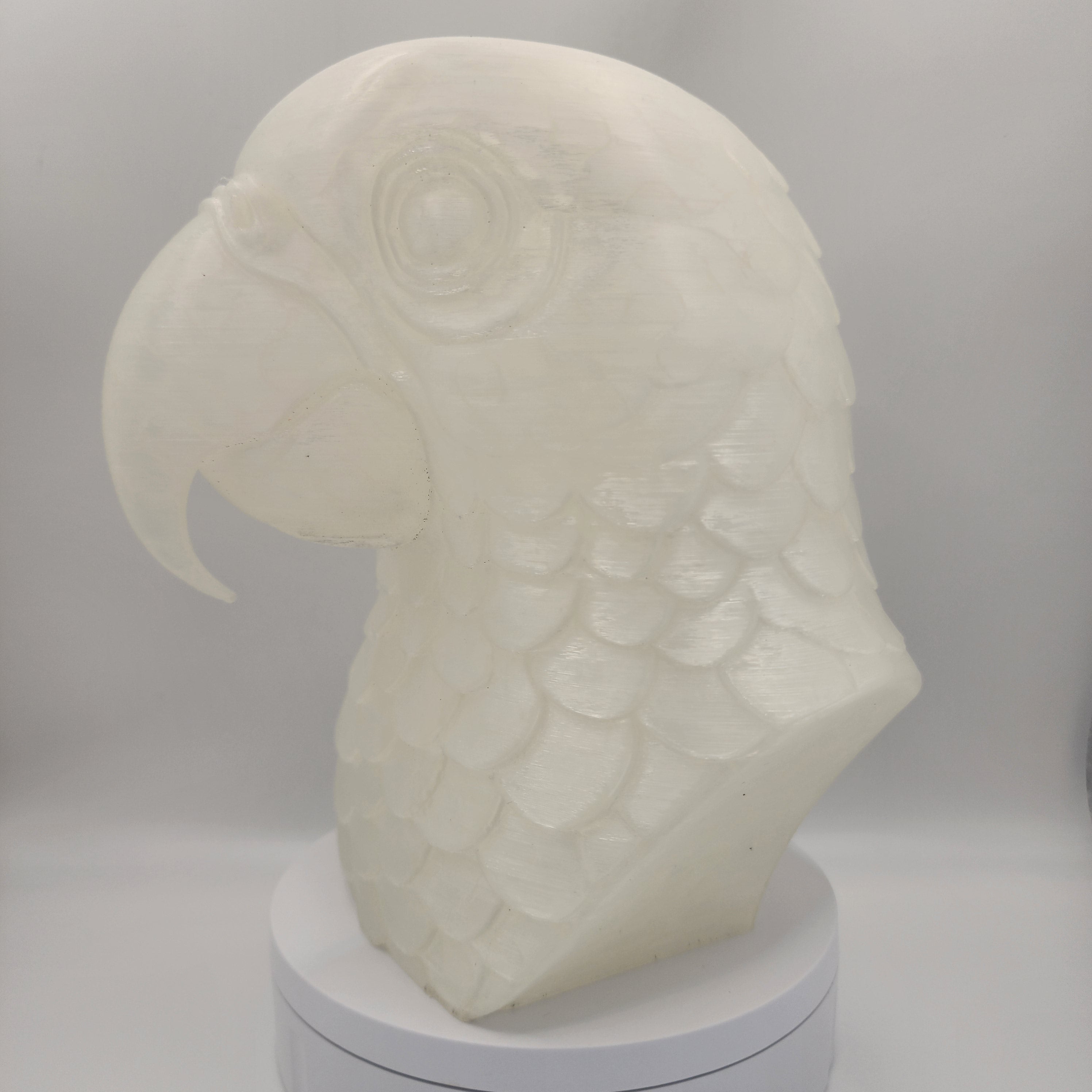Parrot