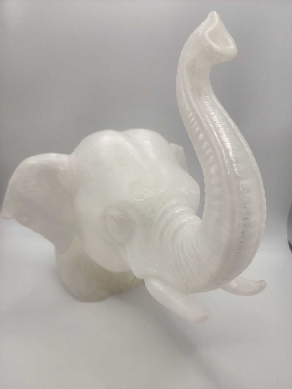 Asian Elephant