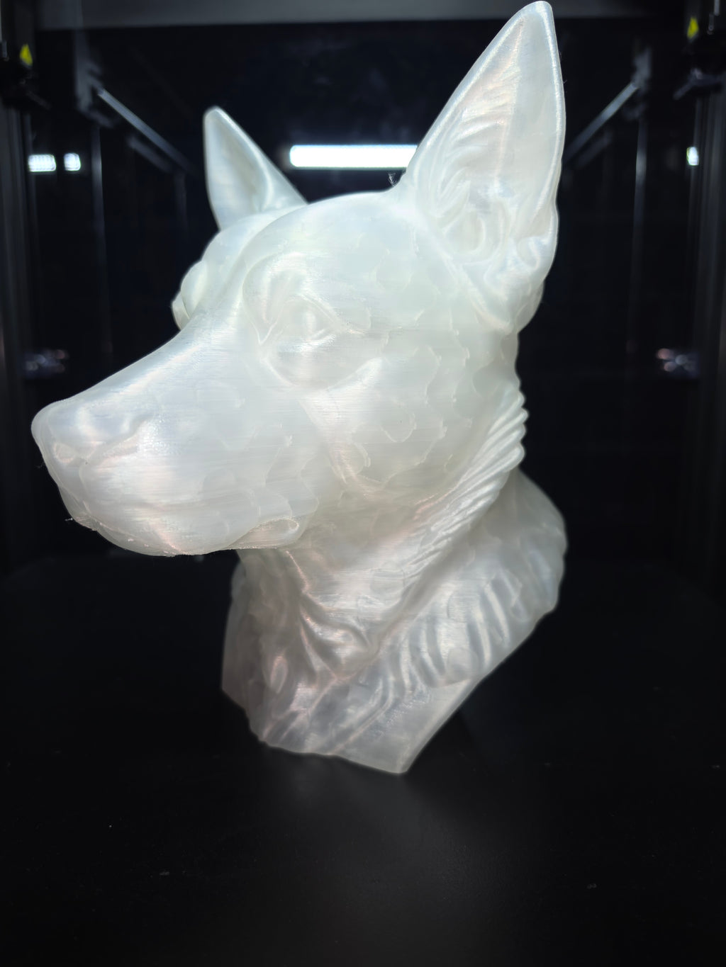 Blue cattke dog