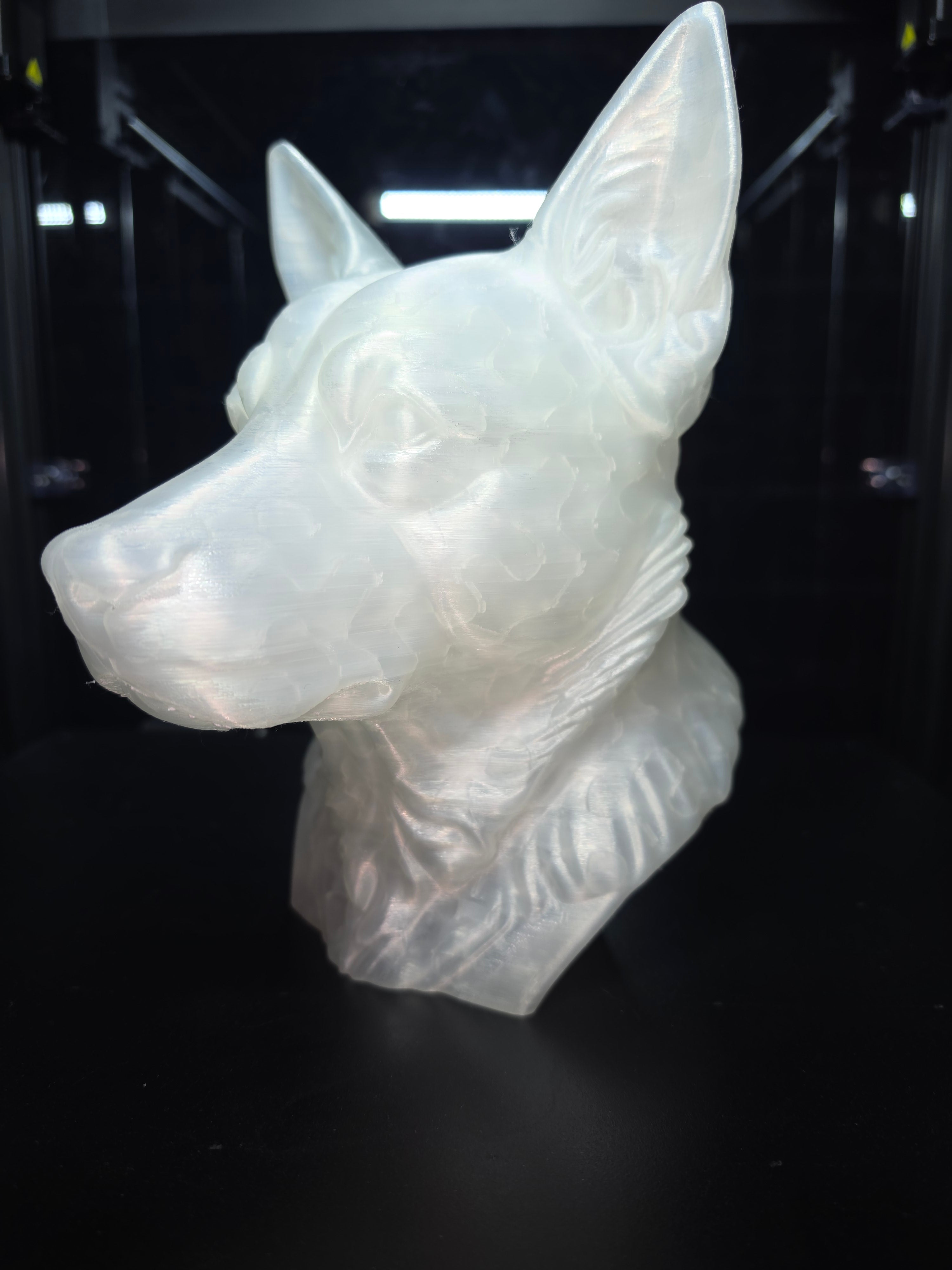 Blue cattke dog